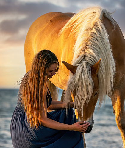 Pferdefotografie in Holland am Meer