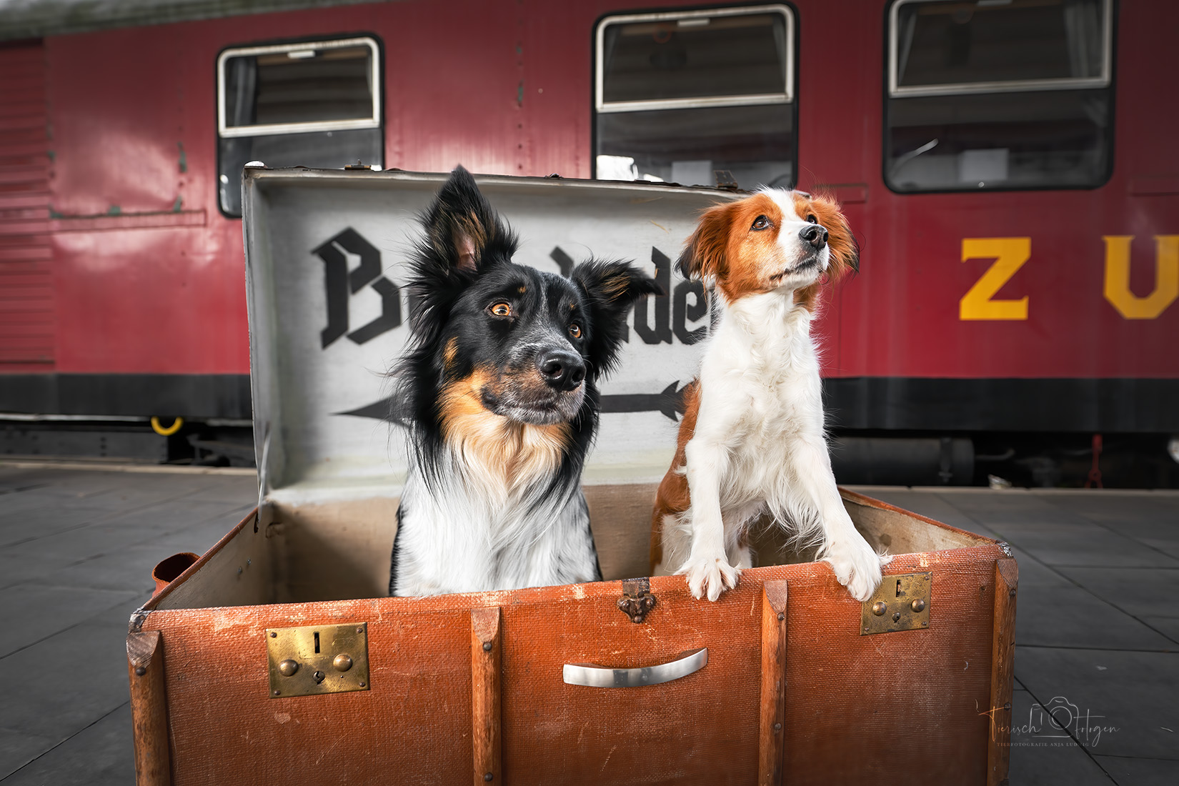 Hundeshooting im Bahnmuseum