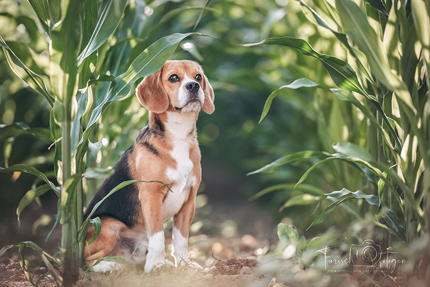 Junger Beagle im Maisfeld