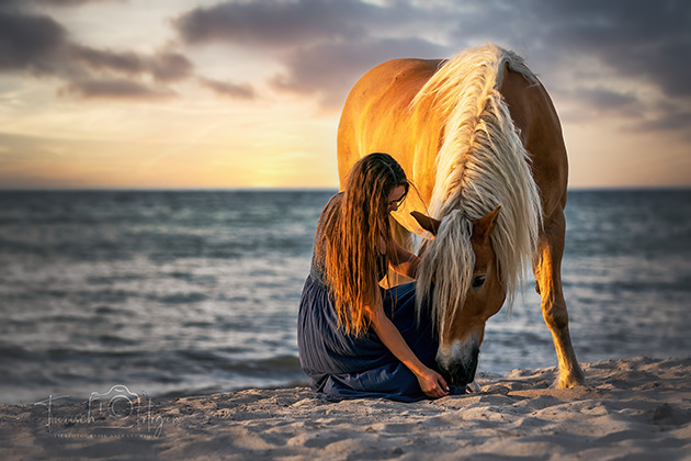 Pferdefotografie in Holland am Meer