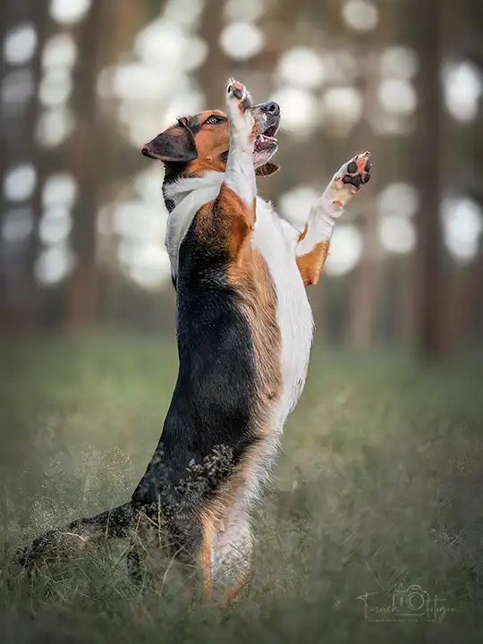 hundefotografie_beagle_nettetal