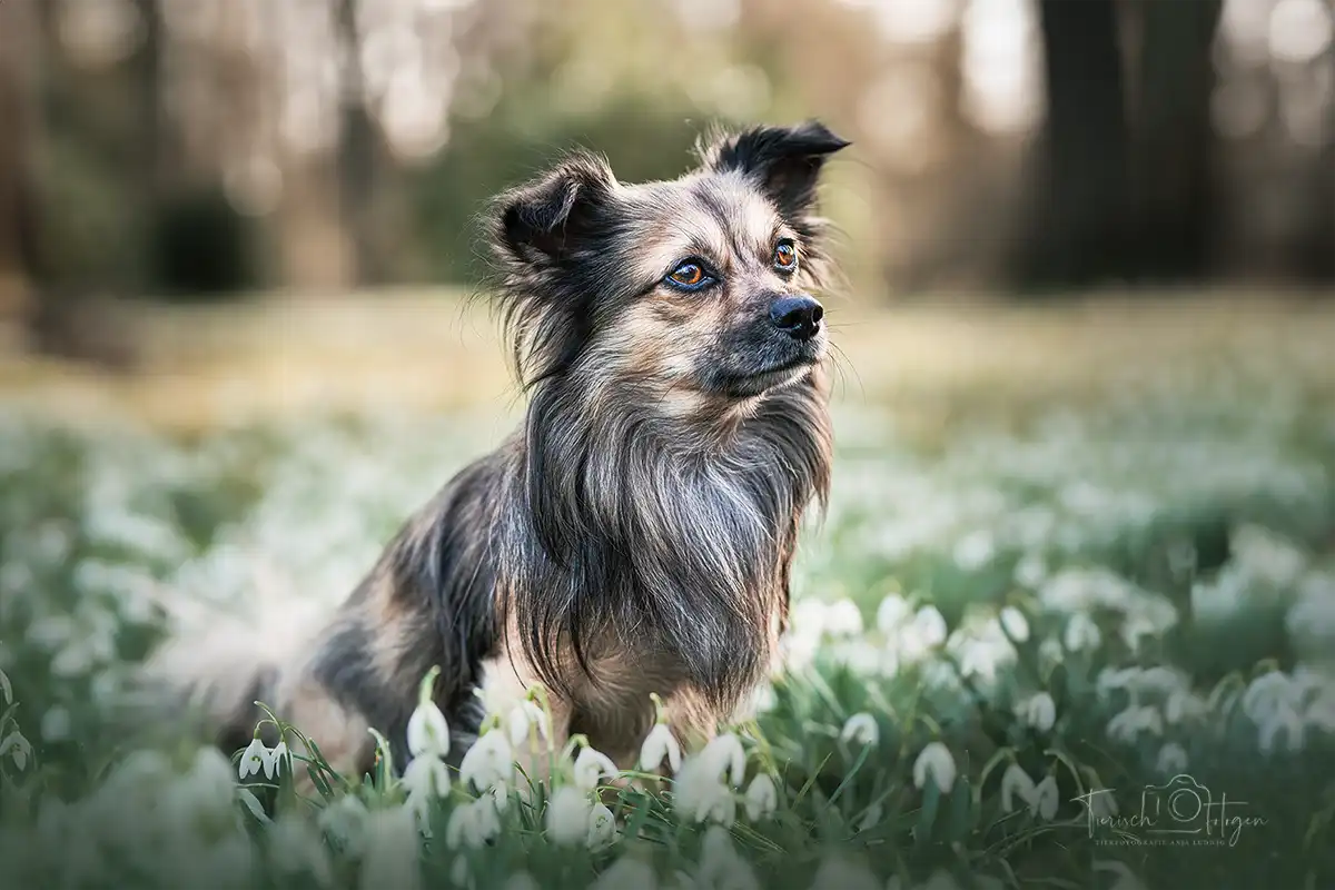 hundefotografie_Chihuahua_moenchengladbach