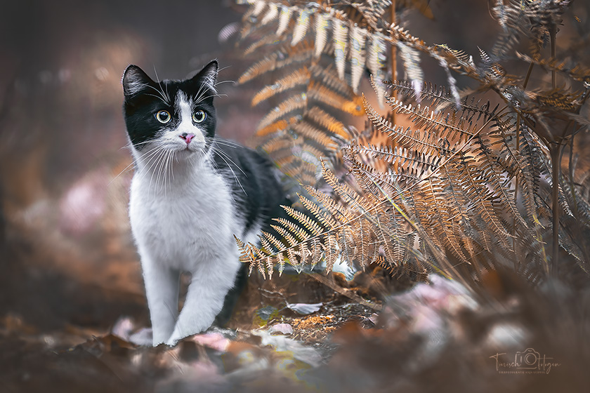 Katzen Fotografie im Wald
