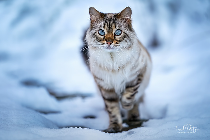 Katzenfotografie Norwegische Waldkatze im Schnee
