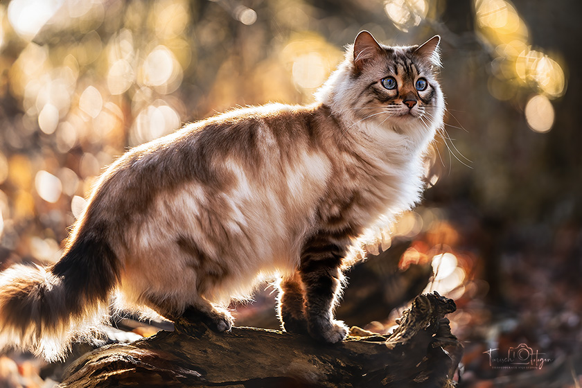Katzenfotografie Norwegische Waldkatze