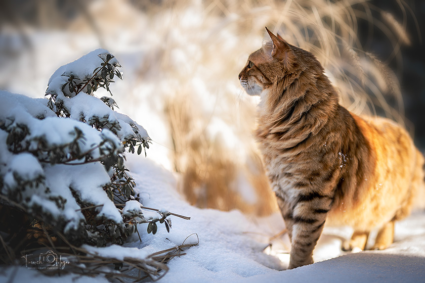 Langhaar Bengalkatze im Schnee