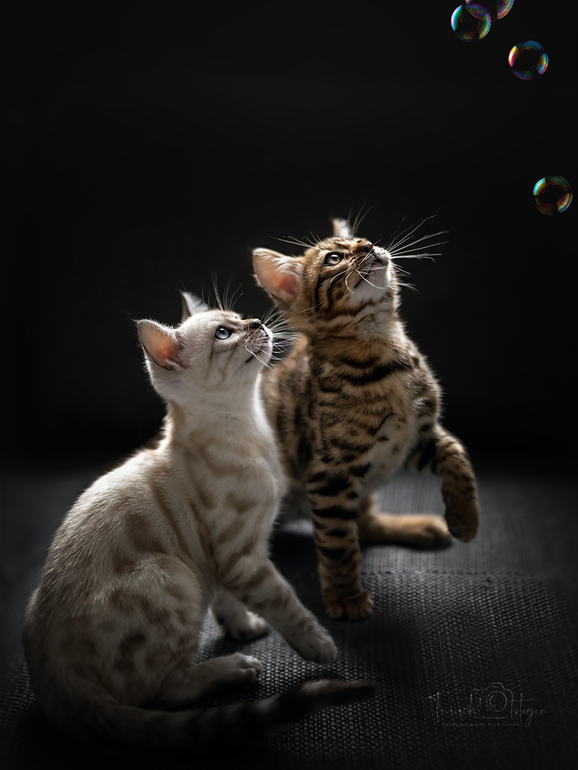 Züchtershooting Bengalkatze Kitten