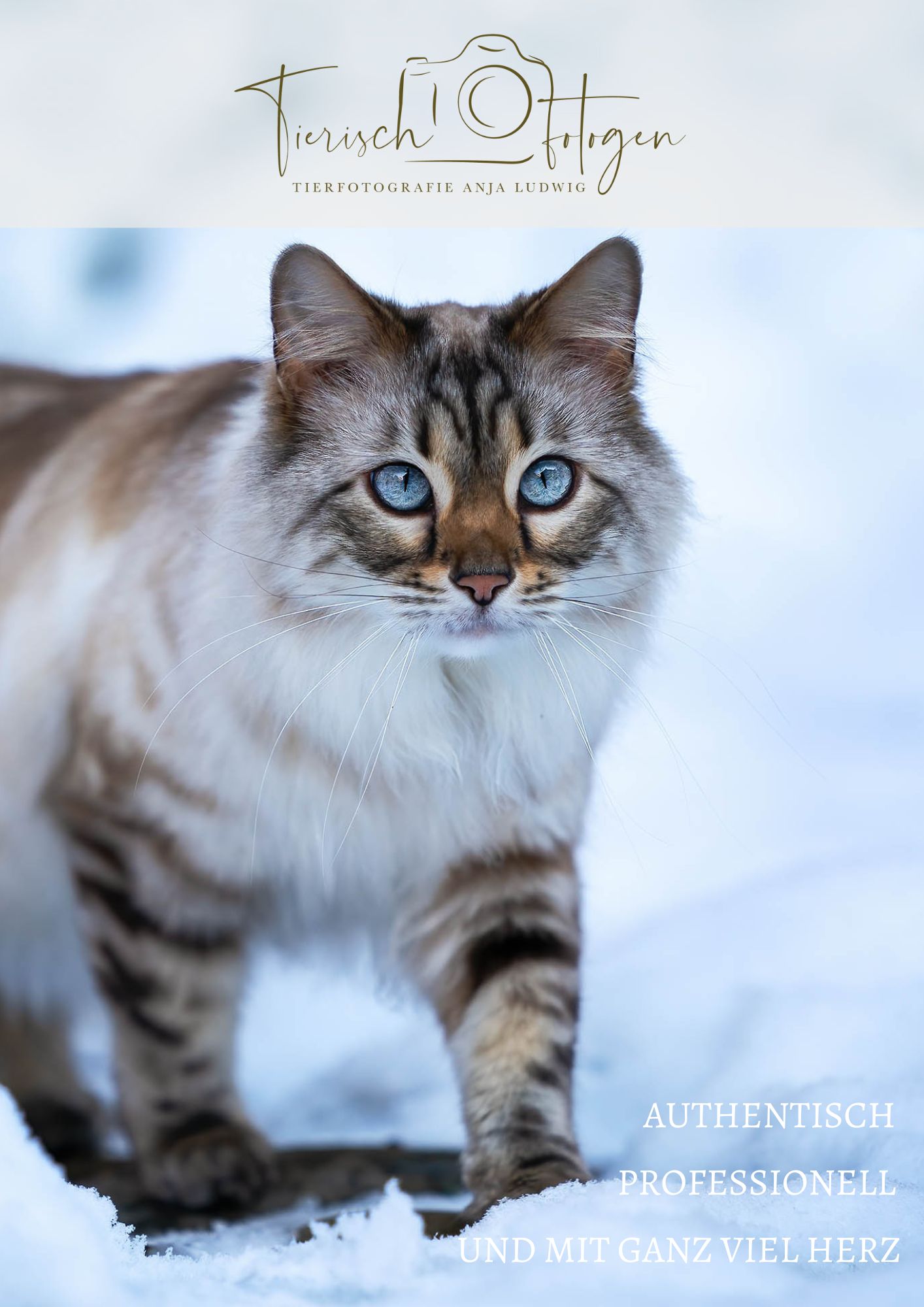 Katzen Züchtershooting