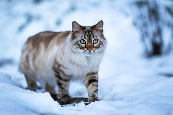 Katzen Züchtershooting